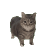 oiiacat